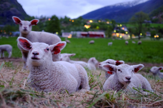 ad agencies like lambs led to the slaughter
